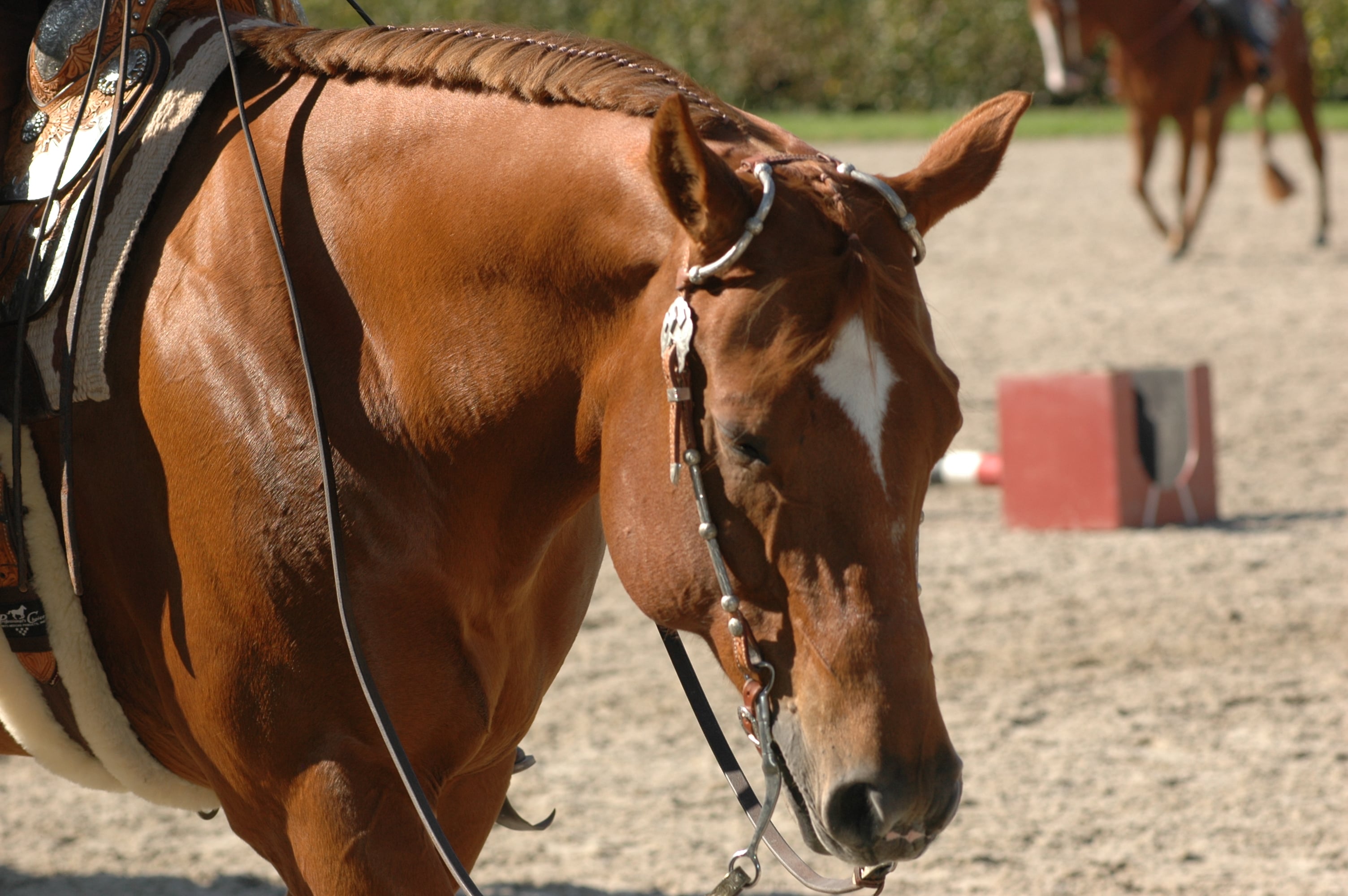 Christel Poels - German Championships